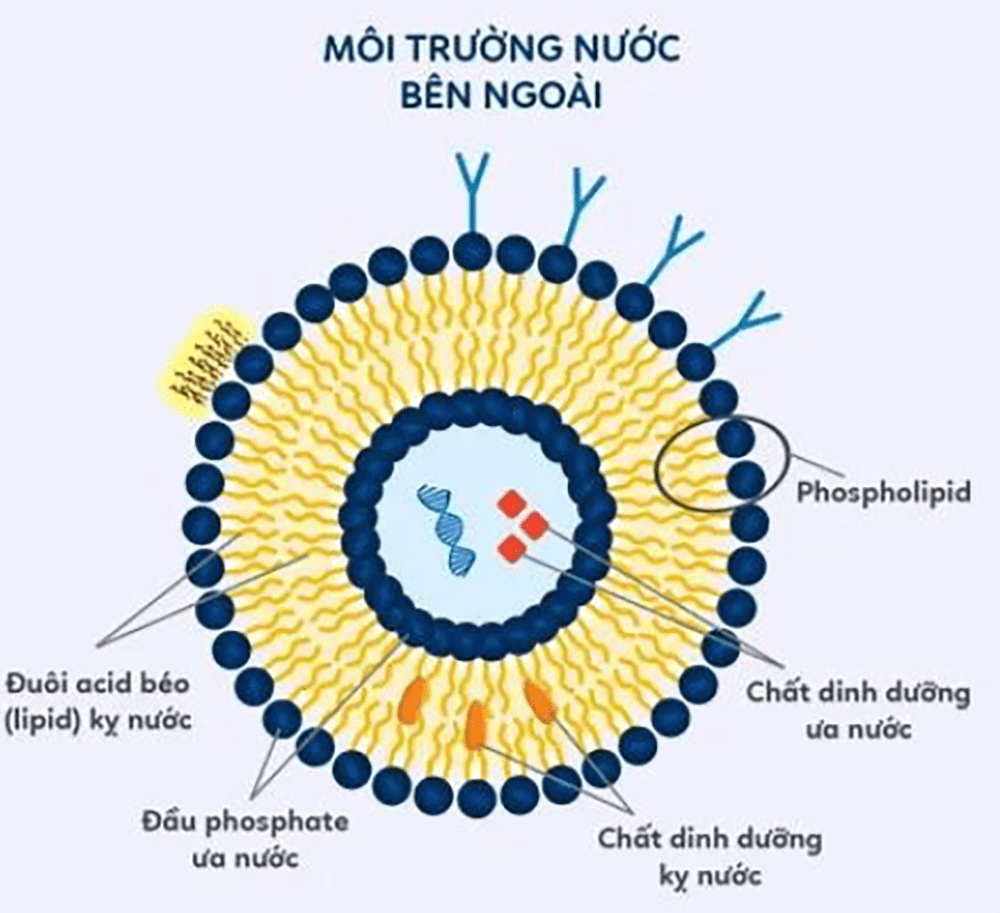 Công nghệ Liposome 